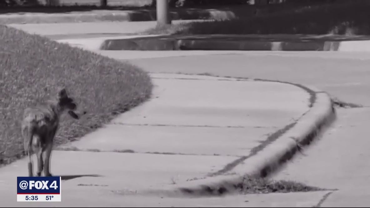City of Dallas unveils new mapping tool to help track coyote sightings